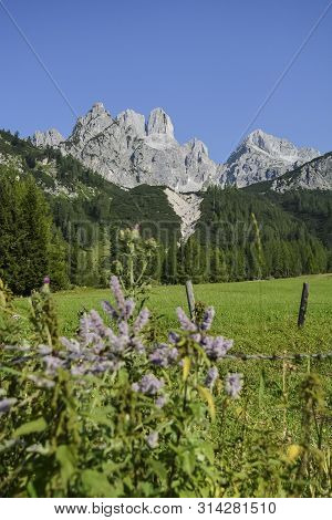 Mountain Bishops Hat Filzmoos Annaberg-lungoetz Bischofsmuetze Meadow And Flowers