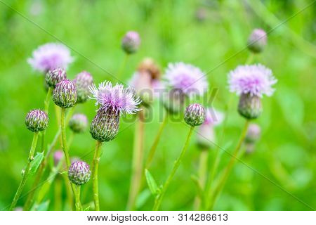 Wild Herb Of Thistle Or Silybum Marianum Or Burdock. Herbal Thistle Burdock Plant, Used In Medicine 