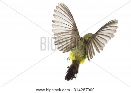 Beautiful Flying Bird (olive-backed Sunbird) Isolate On White Background. High-resolution Flying Bir