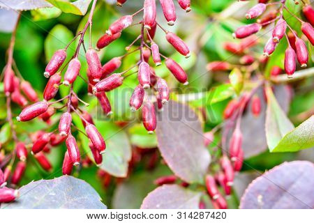 Ripe Red Berries Of Barberry On Branch Close-up. Fructiferous Shrub Of Barberry Or Berberis With Bun