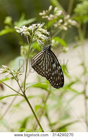 Blue Glassy Tiger (ideopsis Vulgaris Macrina) Is Feeding On White Thoroughwort (eupatorium Squamosum