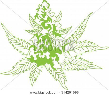 Beautiful Cannabis Bud Flower.cannabis Plant On Marijuana Flowers.medical Marijuana 