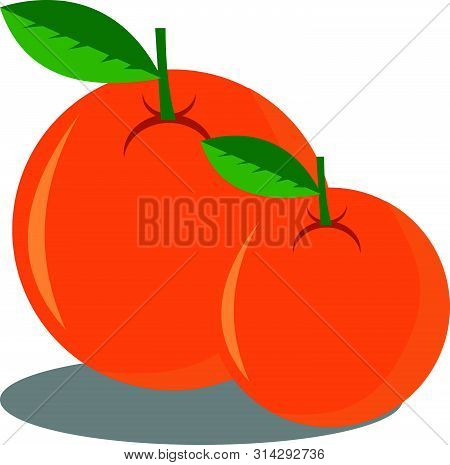 Chinese New Year - Mandarin Orange, Orange. Tangerine Oranges Vector