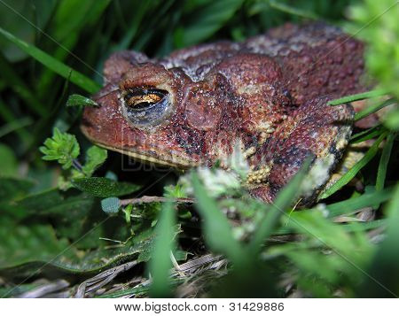 Rana en la hierba