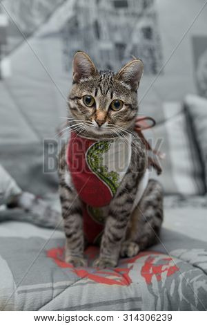 Postoperative Bandage On A Cat. Care Of A Pet After A Cavitary Operation. Sad Cat After Sterilizatio