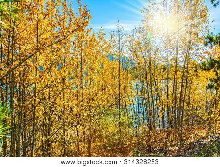  Rocky Mountains of Canada, autumn flood of Abraham lake. Artificial Abraham lake reflects the golden foliage of aspen and birches. Concept of active, ecological and photo tourism