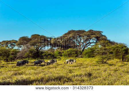 Small flock of wildebeest. Kenya. Amboseli Park is reserve at the Kilimanjaro mountain. Savanna with rare bushes and desert acacies. The concept of ecological and photo tourism