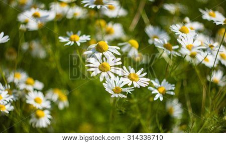 Many White Daisies With White Petals And Yellow Middle Close-up. Chamomile Is Common In The Field. M