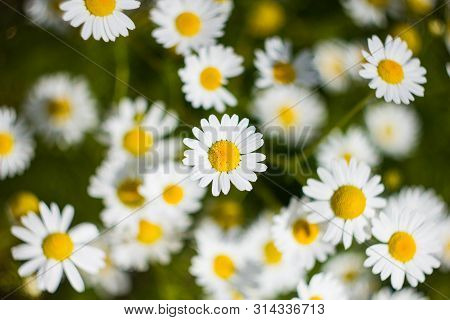 Many White Daisies With White Petals And Yellow Middle Close-up. Chamomile Is Common In The Field. M