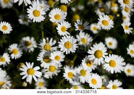 Many White Daisies With White Petals And Yellow Middle Close-up. Chamomile Is Common In The Field. M