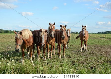 Belgi cavalli in pascolo