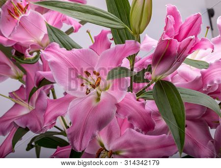 Close-up Of Pink Liles Flowers.  Common Names For Species In This Genus Include Fairy Lily Rainflowe