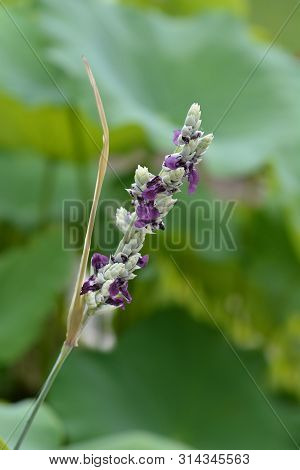 Powdery Alligator-flag Flower - Latin Name - Thalia Dealbata