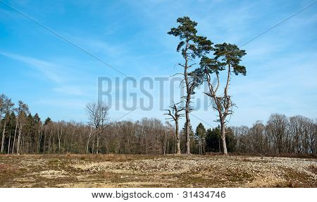 zwei Kiefern in einem Wald im FrÃ¼hjahr