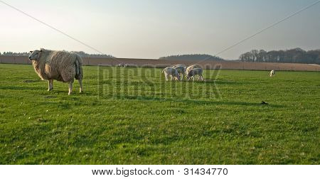 Schafe weiden im FrÃ¼hling