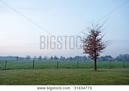 Baum im Lichte der Sonnenaufgang im Frühling