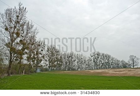 Mistel in einem Baum im FrÃ¼hling