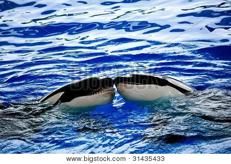 2 つの大きな Orcas をそれぞれの上にキス