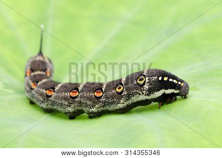 Studio Shot Of Big Black Caterpillar On A Leaf Background