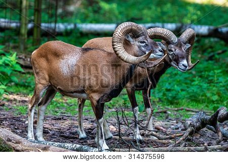 European Mouflon, Ovis Orientalis Musimon. Wildlife Animal.