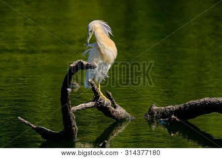 Crayfish Heron Perched On A Branch Waiting To Fish On The Riverbank