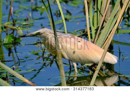 Crayfish Heron Perched On A Branch Waiting To Fish On The Riverbank