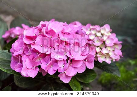 Pink Hydrangea Macrophylla (bigleaf Hydrangea) Inflorescence Closeup In Summer Garden
