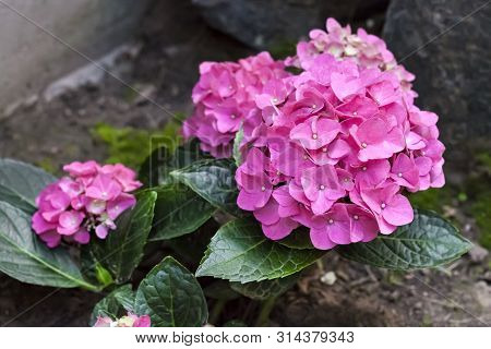 Pink Hydrangea Macrophylla (bigleaf Hydrangea) Inflorescence Closeup In Summer Garden