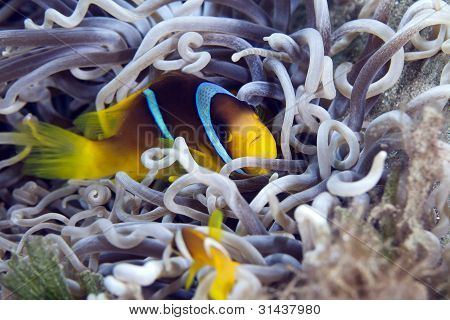 Anemonefish v kožovité sasanky.