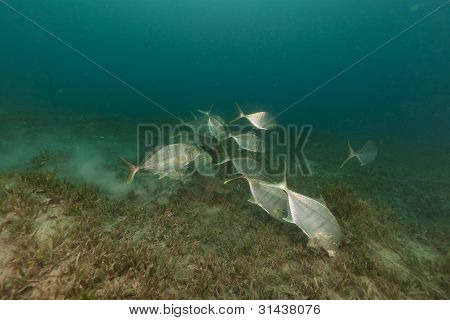 Carangidi barrata (carangoides ferdau) nel Mar Rosso.