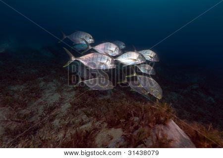 Carangidi barrata (carangoides ferdau) nel Mar Rosso.