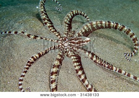 Napodobovat chobotnice (thaumoctopus mimicus) v Rudém moři.