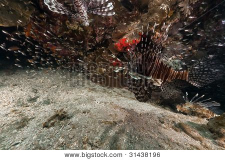Pesce (pterois miles) caccia nel Mar Rosso.