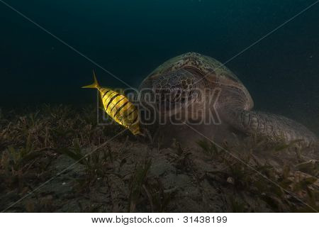 Tartaruga verde (chelonia midas) e carangidi nel Mar Rosso.