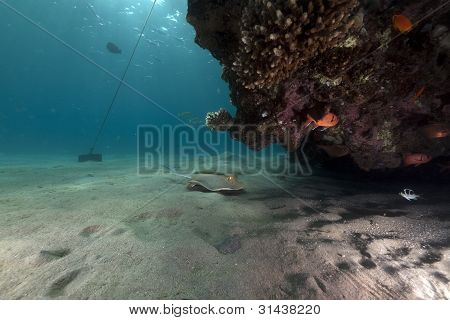 Bluespotted stingray e coralli del Mar Rosso.