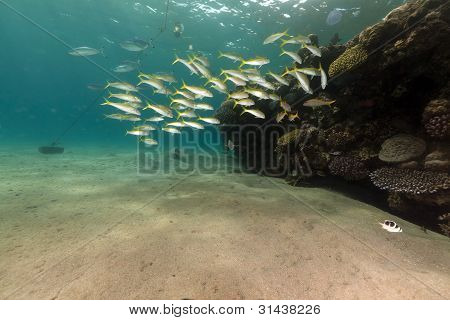 Albacora triglia e coralli del Mar Rosso.