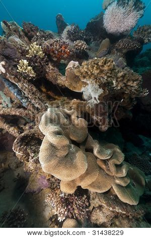 Pesci tropicali e coralli del Mar Rosso.