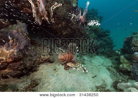 Pesce (pterois miles) caccia nel Mar Rosso.
