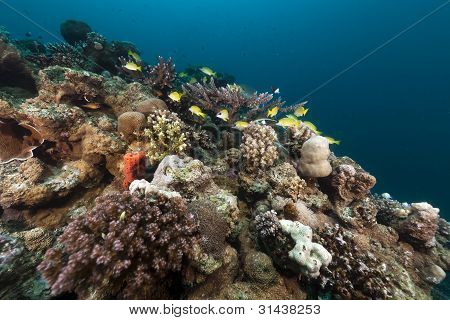 Pesci tropicali e coralli del Mar Rosso.