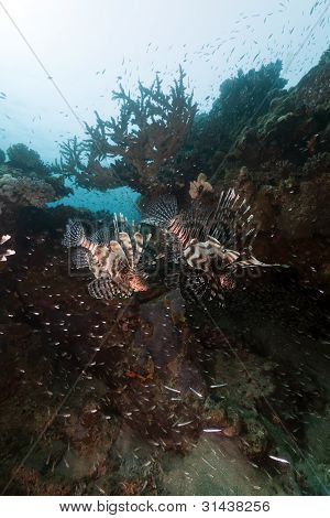 Pesce (pterois miles) caccia nel Mar Rosso.