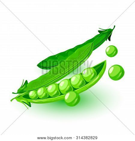 Fresh Podded Green Peas. Legume Plant. Vegetable For Vegetarian, Vegan Kitchen, Alcaline Diet. Carto