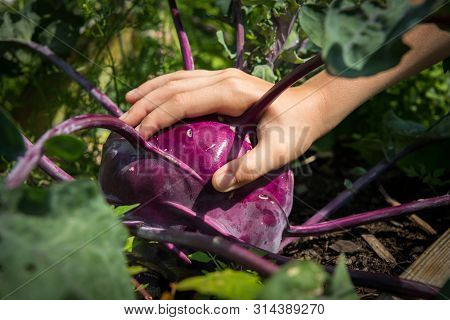 A Hand Touching A Very Big Cabbage Turnip (brassica Oleracea Var. Gongylodes)