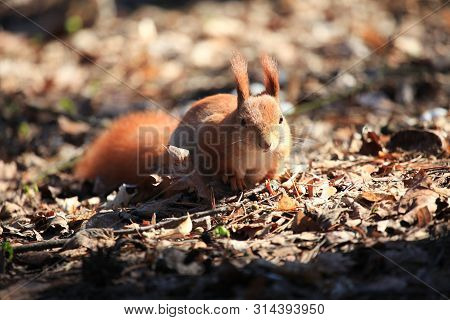 Cute And Furry Squirrel Is Sitting On The Dry Foliagein In City Park In The Rays Of The Sun