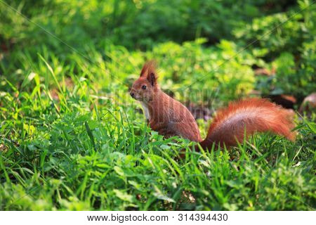 Cute And Furry Squirrel Is Sitting In City Park