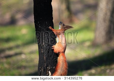 Furry Squirrel On The Tree In Spring City Park