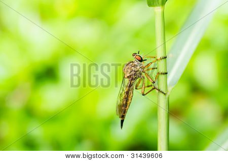 Robberfly Macro na natureza verde