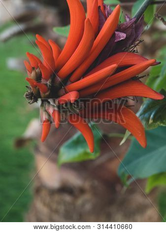Flower Of Erythrina Spinosa Erythrina Corallodendrum, Exotic Flowers