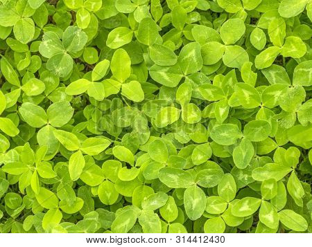 Background Of Green Clover. Bright Juicy Grass. Four Leaves On The Plant.