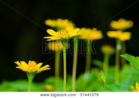 Melampodium Divaricatum 또는 작은 노란색 별