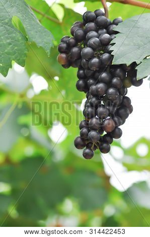 Pinot Noir, Pinot Noir Grape Or Grape Plant In The Orchard